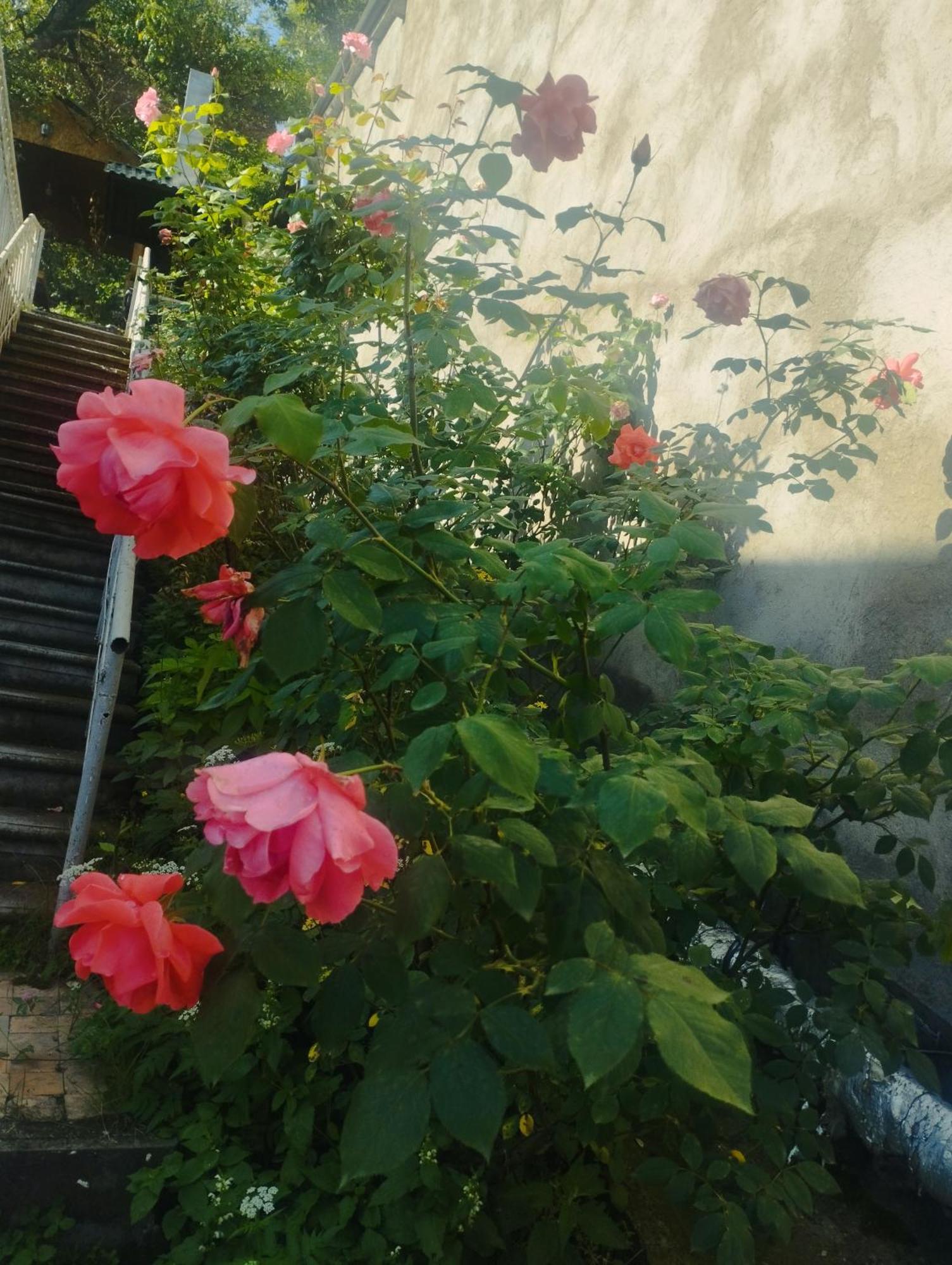 Bbq House Dilijan